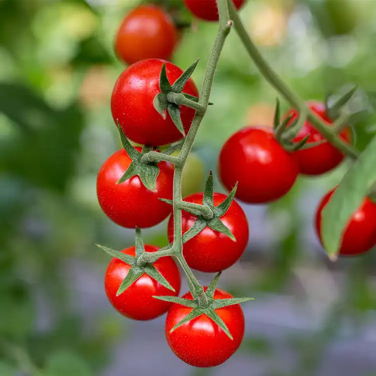 CS - Tomato Vine Element 番茄藤基底油