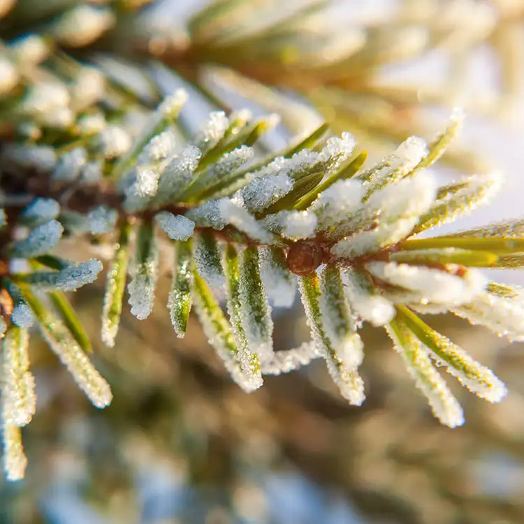 CS - Alpine Balsam 高山香脂