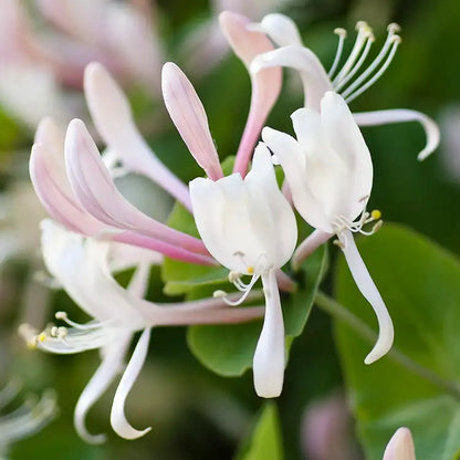 CS - Honeysuckle Jasmine 金銀花與茉莉
