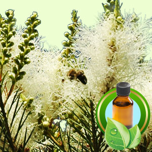 NG - TEA TREE AUSTRALIAN ESSENTIAL OIL 澳洲茶樹精油