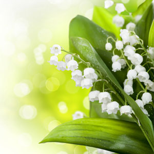NG - Lily of the Valley Fragrance Oil 鈴蘭