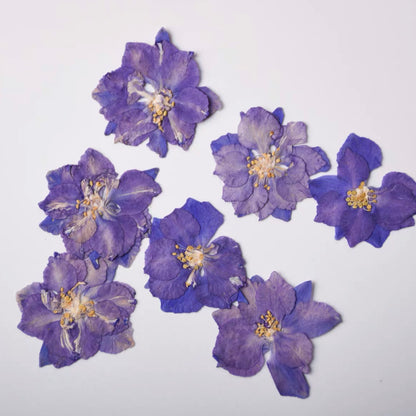Pressed Delphinium 飛燕花壓花包 - DP深紫色