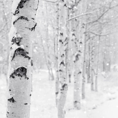 CS - Woodland Snow 森林雪