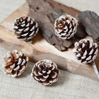 Dried White Pine Cones 白邊美人松果乾花