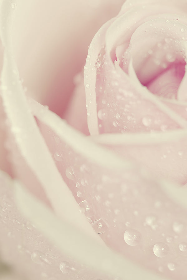 CW - White Rose 白玫瑰