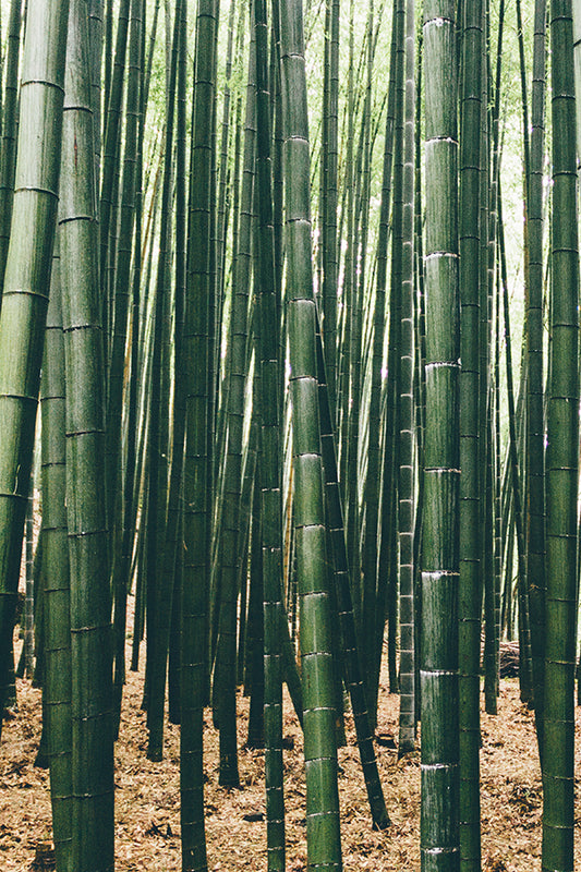 CW - Bamboo 竹