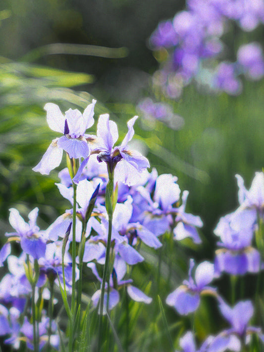 CW - Iris Garden 鳶尾花園