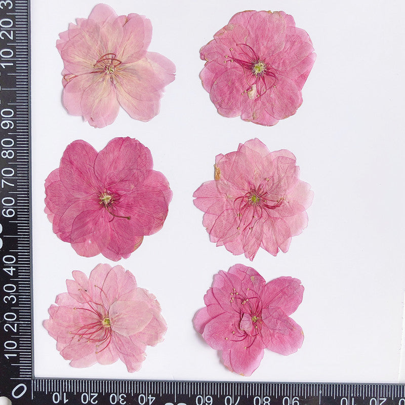 Pressed Cherry Blossom 櫻花壓花包 - PiC 粉紅色  (3-4cm)