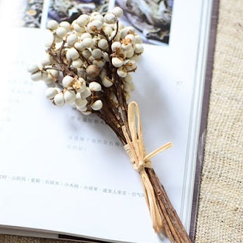 Decorative White Seed 小白果 30g