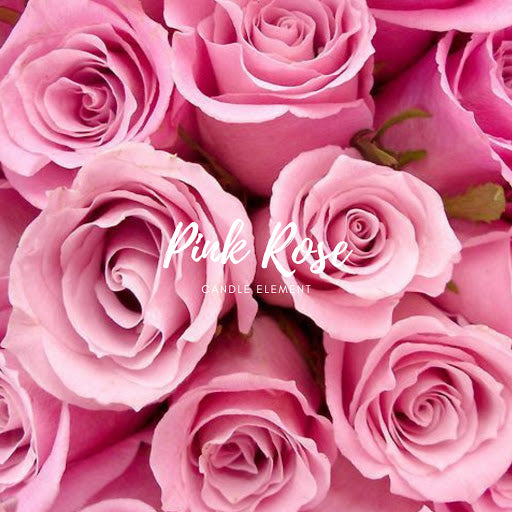 Pink Rose 粉紅玫瑰