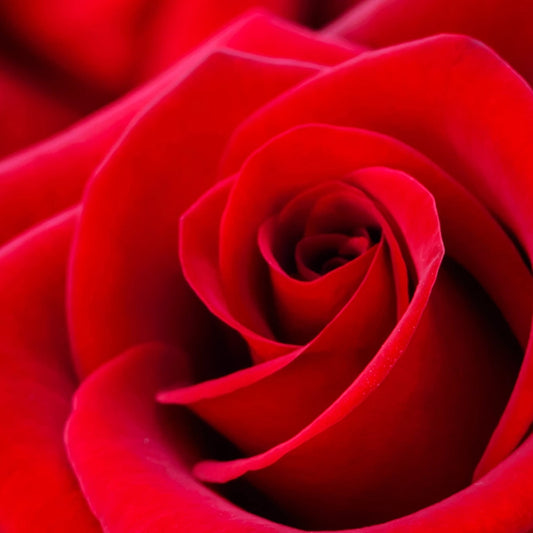 CS - Rose Petals 玫瑰花瓣