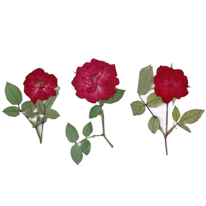 Pressed Rose with branch 帶枝玫瑰花壓花包 - R紅色 (5-7cm)
