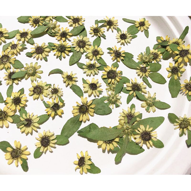 Mini Sunflower 迷你向日葵壓花包 - Ye 黃色  (1-2cm)
