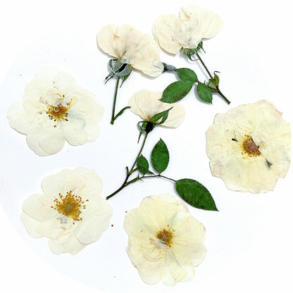 Pressed White Rose 玫瑰花壓花包 - W1 白色 (3-5cm)