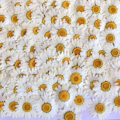 Pressed White Chrysanthemum 白晶菊花壓花包 - WhS 白色  (3-3.5cm)