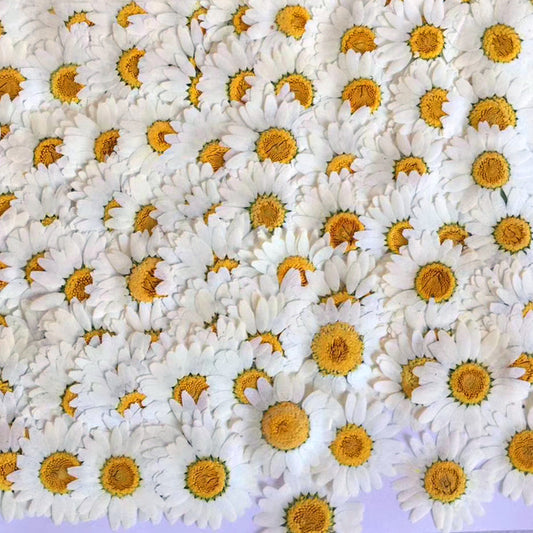 Pressed White Chrysanthemum 白晶菊花壓花包 - WhS 白色  (3-3.5cm)