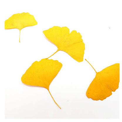 Pressed Ginkgo Leaf 銀杏葉壓花包 -  Y黄色 (4-9cm)