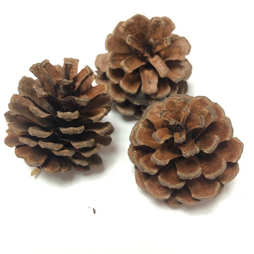 Dried Pine Cones 美人松果乾花