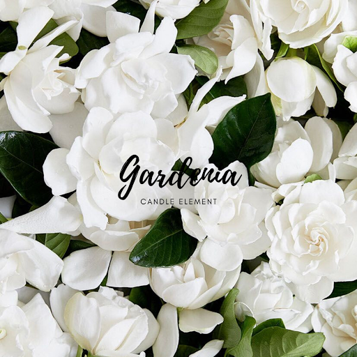 Gardenia/CapeJasmine 梔子花