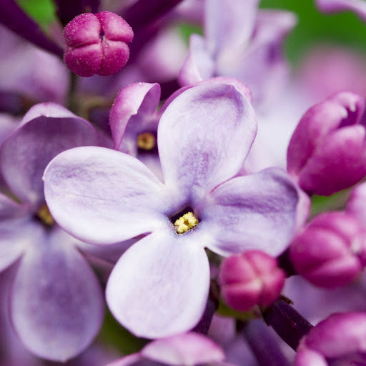 CS - French Lilac 法國紫丁香