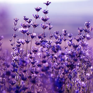 NG - Lavender Flowers 薰衣草花