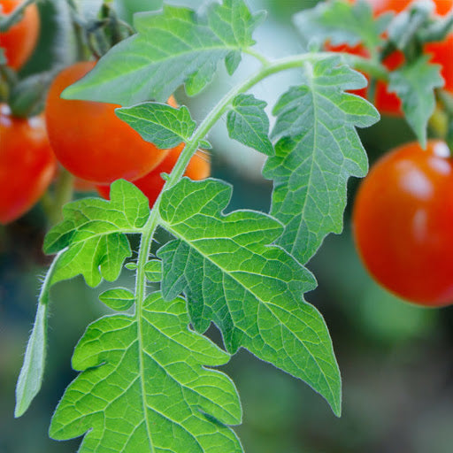 CS - Tomato Leaf 番茄葉