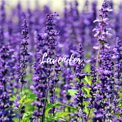 Lavender 薰衣草