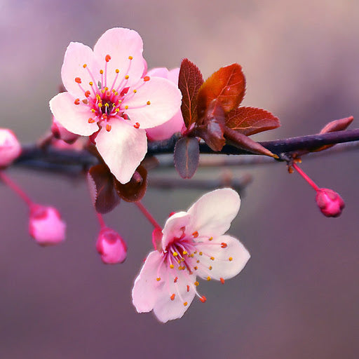 CS - Japanese Cherry Blossom 日本櫻花