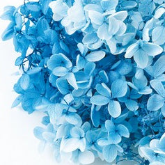 EARTH MATTERS Preserved Flower 大地農園永生繡球花 Gradient Blue & White