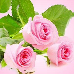 NG - Fresh Cut Roses 鮮玫瑰