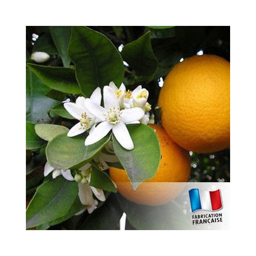 TDB - Orange Blossom 橙花 – Candle Element