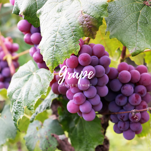 Grape 葡萄