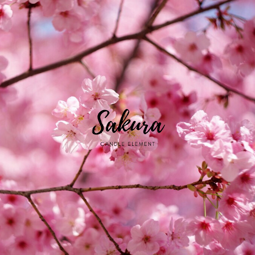 Sakura/ Cherry Blossom 櫻花